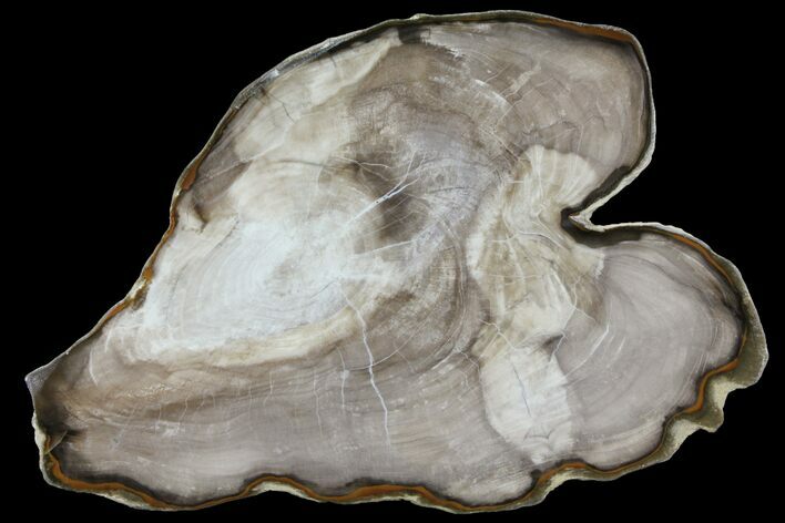 Petrified Wood (Bald Cypress) Slab - Saddle Mountain, WA #94024